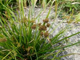 Image result for Cyperus difformis