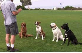 Top 100 Dog Training Centres in Gurgaon - Best Pets Training Delhi ...