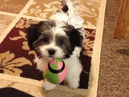 Browse 890 black and white maltese stock photos and images available, or start a new search to explore more stock photos and images. Sweet Chevy Black And White Maltipoo Doodle Dog Breeds Designer Dogs Breeds Cute Animals