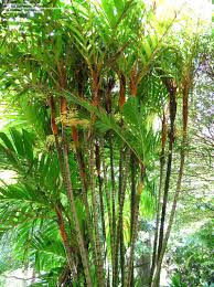 21 pokok 3d models found. Plantfiles Pictures Areca Species Orange Crownshaft Palm Pinang Merah Red Ceiling Wax Palm Sunset Palm Areca Vestiaria By Palmbob