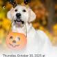 Trick or Treat For Dogs event image