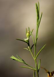 Image result for Thesium pygmaeum