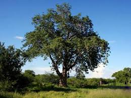 Image result for Entandrophragma caudatum