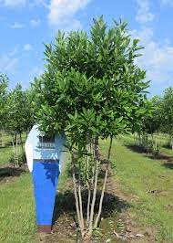 Free shipping for many products! Australis Bay Magnolia Mt Hunter Trees