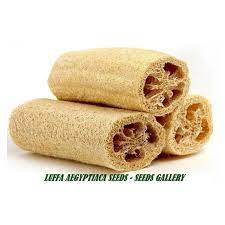 The luffa gourd (luffa aegyptiaca) is a fast growing annual vine which grows ubiquitously and matures within four months. Gourd Seeds Luffa Sponge Luffa Aegyptiaca Price 2 15