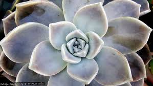Succulent plants come in a variety of shapes, sizes and colors. The Mystery Of The Ghost Plant In Defense Of Plants