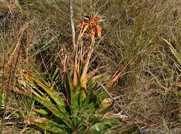 Image result for Aloe cooperi