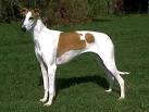 Rampur Greyhound - WikiMili, The Free Encyclopedia