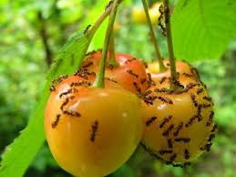 муравьи в саду и огороде и борьба с ними Muravi Borba S Nimi V Ogorode Funky Fruit Summer House Garden Garden