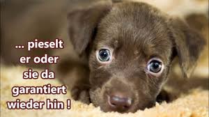Wenn du deinen welpen im alter von 8 wochen vom züchter holst, ist er keinesfalls voll und ganz stubenrein. Welpen Stubenrein Bekommen In 7 Tagen Anleitung Fur Halter