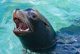 Morro Bay Wildlife Spotlight California Sea Lions In The Estuary