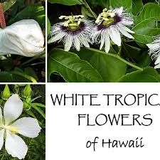 Search for flowers with us. Planting A Garden With All White Tropical Flowers See Photos Dengarden