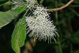 Image result for Pavetta uniflora