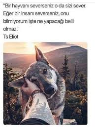 Elif Ekinci Adli Kullanicinin Sozler Panosundaki Pin Komik Hayvanlar Cok Sirin Hayvanlar Hayvan