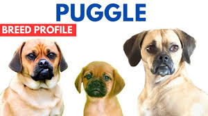 Image result for puggle