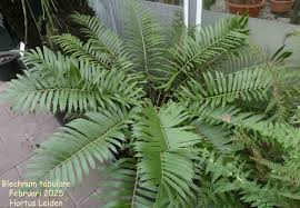 Image result for Blechnum tabulare