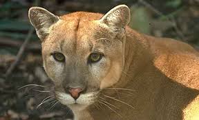 With each transaction 100% verified and the largest inventory of tickets on the web, seatgeek is the safe choice for tickets on the web. Florida Panther Struck Killed By Vehicle On Alligator Alley