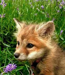 Super Mignon Susse Tiere Tiere Niedliche Tiere