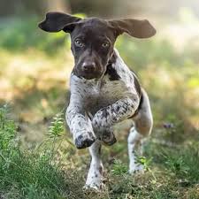 We did not find results for: German Shorthaired Pointer Dog Breed Everything About German Shorthaired Pointer