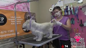 The Sweetest Shih Tzu Ever To Groom Dog Grooming Live Texas