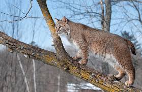 Bobcats rarely mew like domestic cats but will chortle and make birdlike chirps. Ancient Native Americans May Have Had Pet Bobcat Live Science
