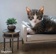 Tinykittens Timeline Photos Cute Cats And Dogs Kittens Cats And Kittens