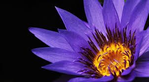 Plants that keep mosquitoes away includes lemongrass, bee balm, catnip, floss flower, basil, garlic, citronella, lavender, lemon balm, marigold, peppermint, rosemary, sage, scented geranium, pennyroyal. 14 Plants That Repel Bees And Wasps With Proof Bugwiz