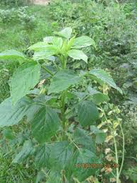 Image result for Cyamopsis