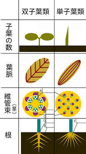 双子葉類と単子葉類 ふたば塾 中学理科無料オンライン学習サイト