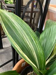 Image result for Aspidistra