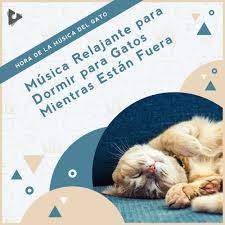 Relaxing piano music & musica para dormir profundamente & wellness media. Musica Relajante Para Dormir Para Gatos Mientras Estan Fuera By Hora De La Musica Del Gato