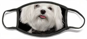 See full list on maltesedb.com Closeup Portrait Of Happy White Maltese Dog With Bow Looking In Camera Isolated On Black Background Face Mask For Sale By Sergey Taran
