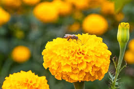 Secondly, hibiscus have nectaries to produce nectar. Do Marigolds Attract Bees And Why If So The Practical Planter