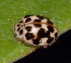 Black Beetle Like Bug In House Black Ladybug Tiny Black Amp White Ladybug Psyllobora Vigintimaculata White Ladybug Ladybug Black Ladybug