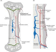 Long bone tissue diagram / introduction to bone boundless anatomy and physiology / a long bone has two main regions:.this is covered by a membrane of connective tissue called the periosteum.beneath the cortical bone layer is a layer of spongy cancellous bone.inside this is the medullary cavity which has an inner core of bone marrow, it contains nutrients and help in formation of cells, made up. 1 A Schematic Presentation Of Long Bone Vascularization B Download Scientific Diagram
