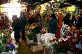 Image result for florarese poze