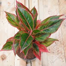 We did not find results for: Aglaonema Siam Aurora Ecuagnera 15 Red Plants Lipstick Plant Chinese Evergreen Plant