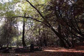 Analysis and opinion from the bbc's rugby league correspondent. Leigh Woods National Nature Reserve Wikipedia