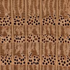 Check spelling or type a new query. Distinguishing Red And White Oak The Wood Database