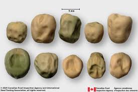 Image result for Pisum sativum