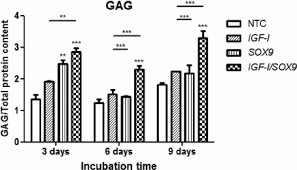 Lil jun li says her netflix series wu assassins finally gave her to chance to play a character like herself, and reveals the lack of. Glycosaminoglycans Gag Produced By The Chondrocytes The Conditioned Download Scientific Diagram