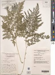 Image result for Selaginella vogelii