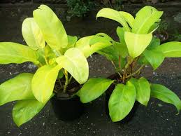 It thrives under fluorescent light, too, making it an ideal office plant. Philodendron Ceylon Gold Philodendron Golden Emerald Indoor Plants