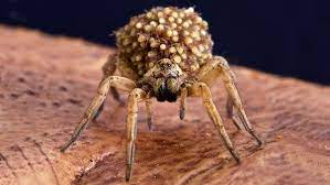This egg laying happens over 30 mins and was very difficult to capture. Is It Possible For Spiders To Lay Eggs In A Human Quora