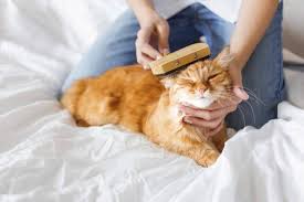 Kedilerde Tuy Bakimi Nasil Yapilir En Iyi Kedi Taraklari Kedi Blog