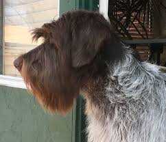 Wirehaired pointing griffon male/female dog name ideas lucy sadie ginger sassy bella angel leah vicki venus misty sugar zara lola sandy lily penny pepper sheba missy brandy coco annie molly maggie daisy flora tasha baby cleo sammy juno misty lady honey bella empress bobbi chloe. Home