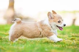 Welsh Corgi Dog Breed Complete Guide ...
