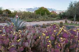 Note that the desert botanical garden is closed on the fourth of july, thanksgiving day, and christmas day. Desert Botanical Garden Phoenix Org