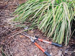 However, this only applies to growers in florida, southern texas, southern arizona, and southern california. Pruning Lemongrass How To Tame That Wild Thing Garden Betty