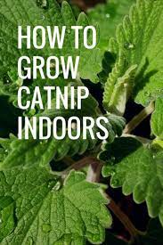 How To Grow Catnip Indoors Live With Liana Of Wet Noses Pet Sitting Growing Catnip Catnip Plant Catnip